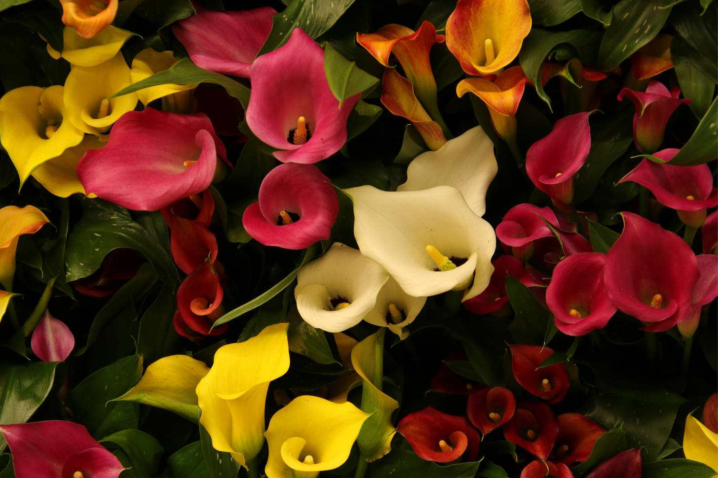 Каллы фото цветов крупным планом