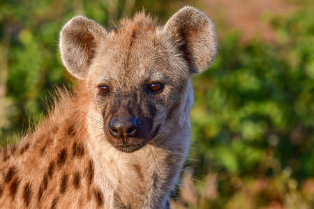 Στίγματα hyena