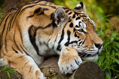 Sibiřský tigr