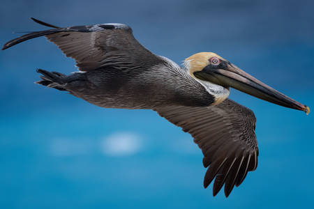 Pelikan w locie