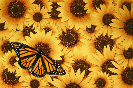 Schmetterling und Sonnenblumen