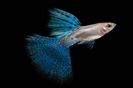 Peixe guppy azul
