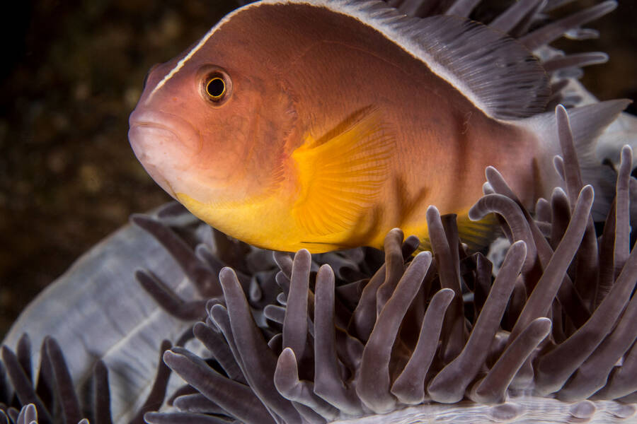 Frecuencia Xtrema live hören — radio Online Radio Box