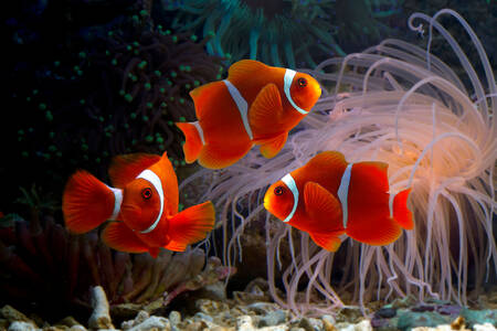 Klaun ryby na koralových útesoch