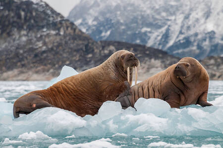 Walrussen op ijs