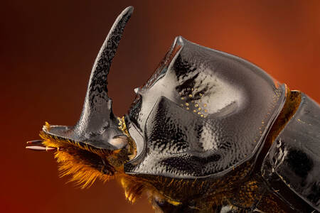 Photo macro d'un scarabée rhinocéros