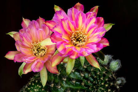 Cactus en flor