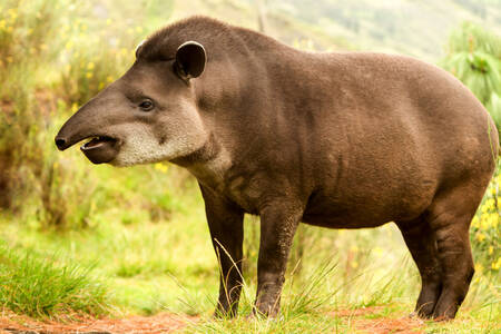 Vlakte tapir