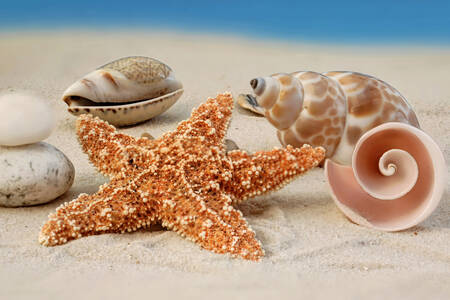 Морские звезды и ракушки на пляже