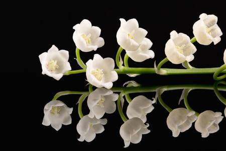 Lilies of the valley on a black background