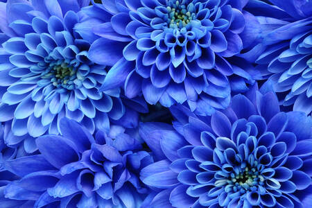 Modré chryzantémy