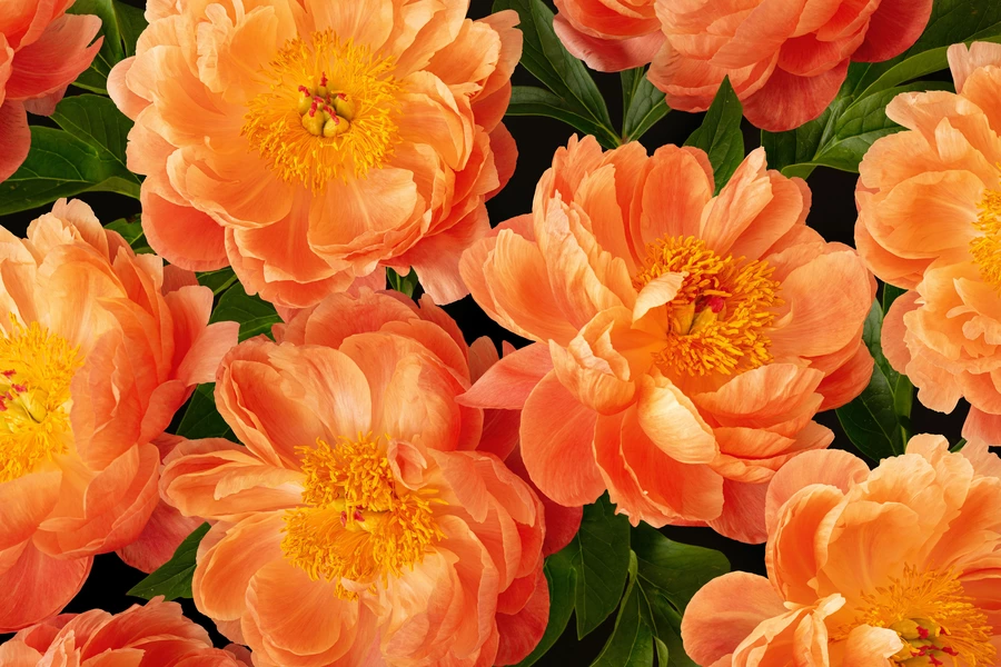 Peach peonies