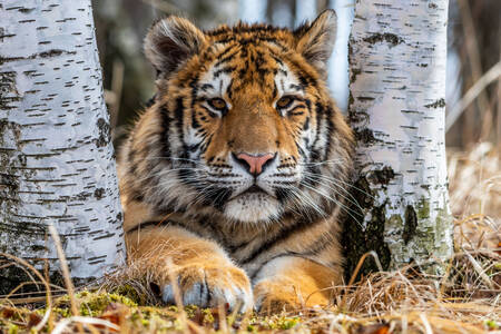 Tiger between birches