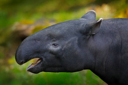 Maláj tapír
