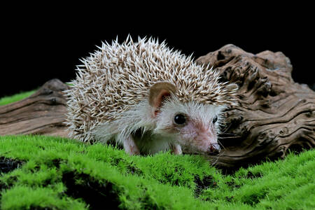 Hedgehog on green moss