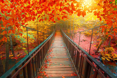 Ponte de madeira na floresta de outono