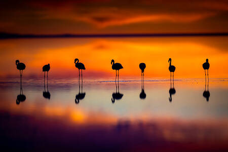 Flamingosi u sumrak