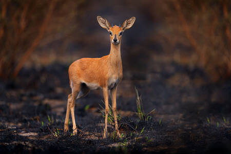 Pygmy antelope