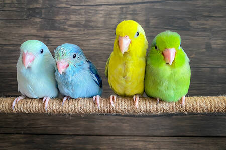 Perroquets colorés