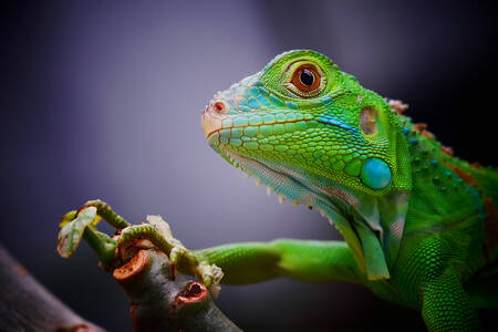 Młoda iguana zielona