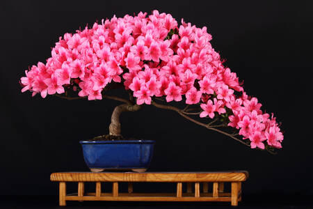 Blooming bonsai