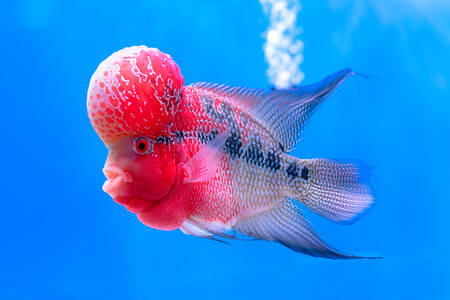 Pește roz