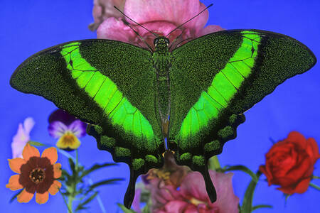 Emerald butterfly