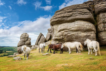 Dartmoor ponies in the mountains