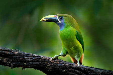 Green toucan on a tree
