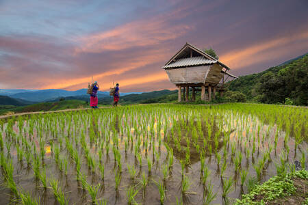 Rice fields in Chiang Mai