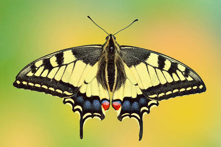 Motýľ Papilio lastovičník