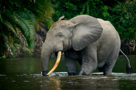 Elefante da floresta africana
