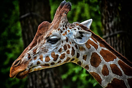 Portrét žirafy