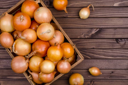 Onion on the table