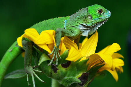 Iguana on a yellow flower