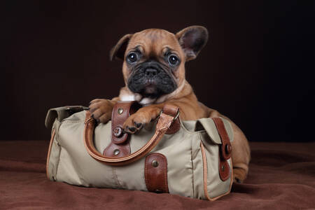 French Bulldog Puppy in a Bag