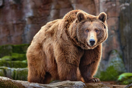 Big brown bear