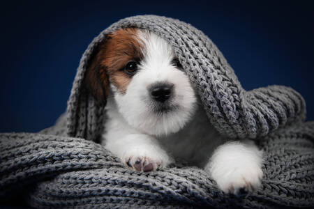 Cachorrinho debaixo de um cobertor cinza