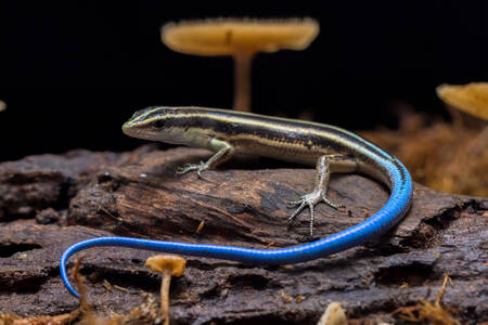 Skink berekor biru