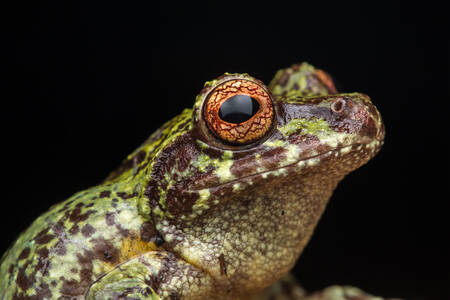 Frosch vor schwarzem Hintergrund