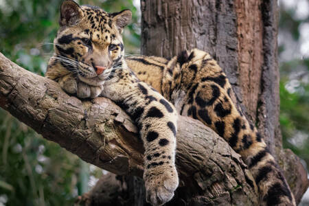 Clouded leopard on a tree