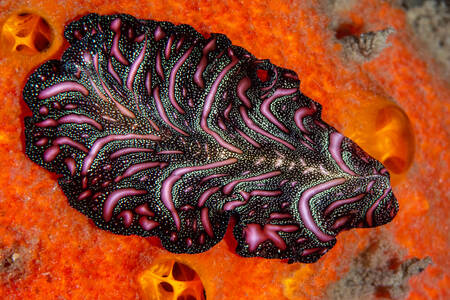 Persian flatworm