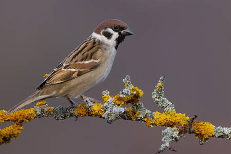 Spatz auf einem Ast