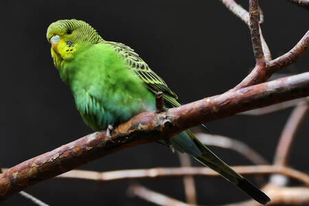 Budgerigar on a branch