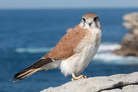 Australian Kestrel