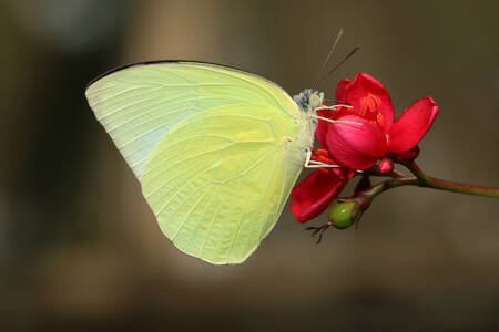 Mariposa de limón