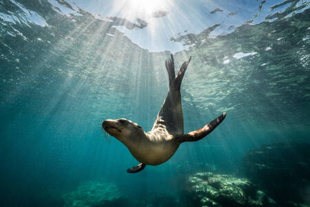 California Sea Lion