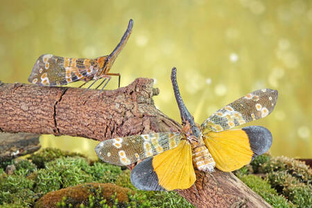 Leafhoppers on a branch