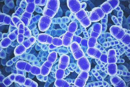 ADN bacterian