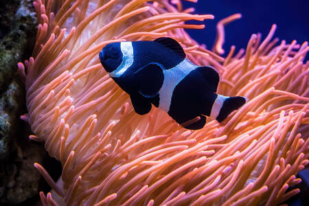 Black clownfish